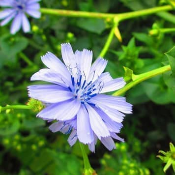 チコリローストティー