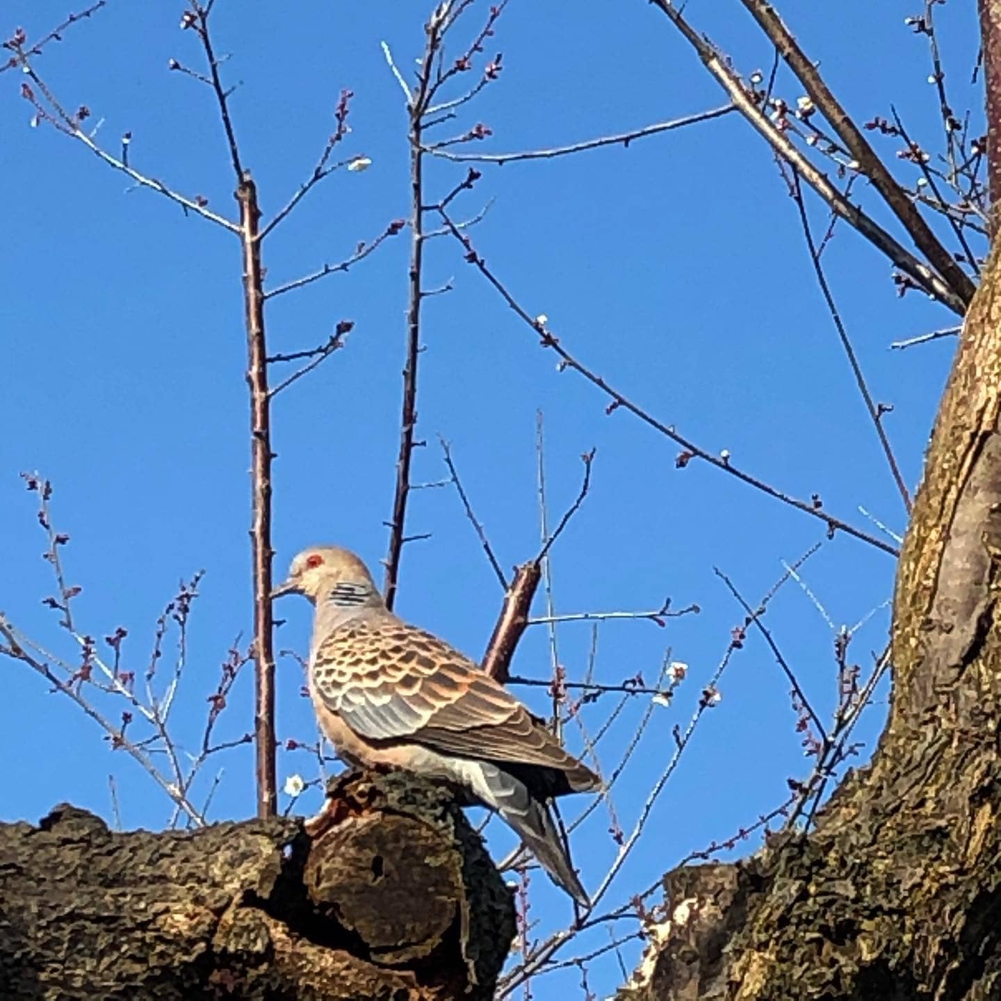 蔵のカフェ　スモールガーデン