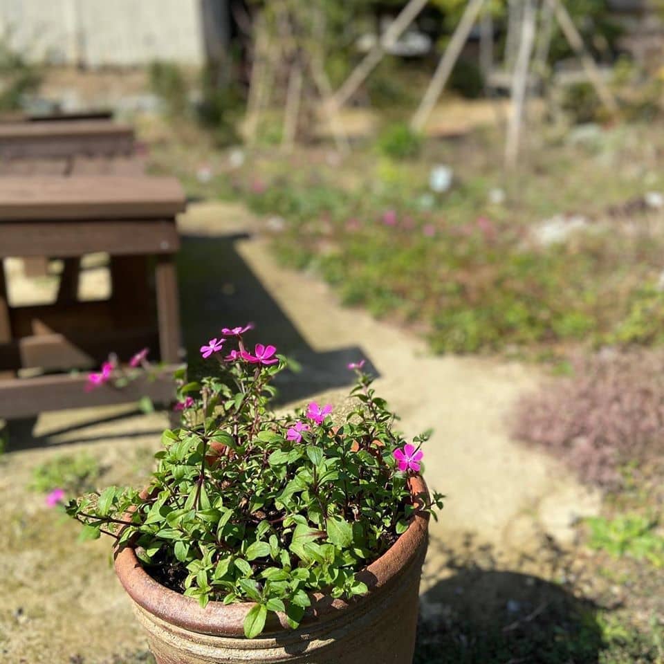 蔵のカフェ　スモールガーデン